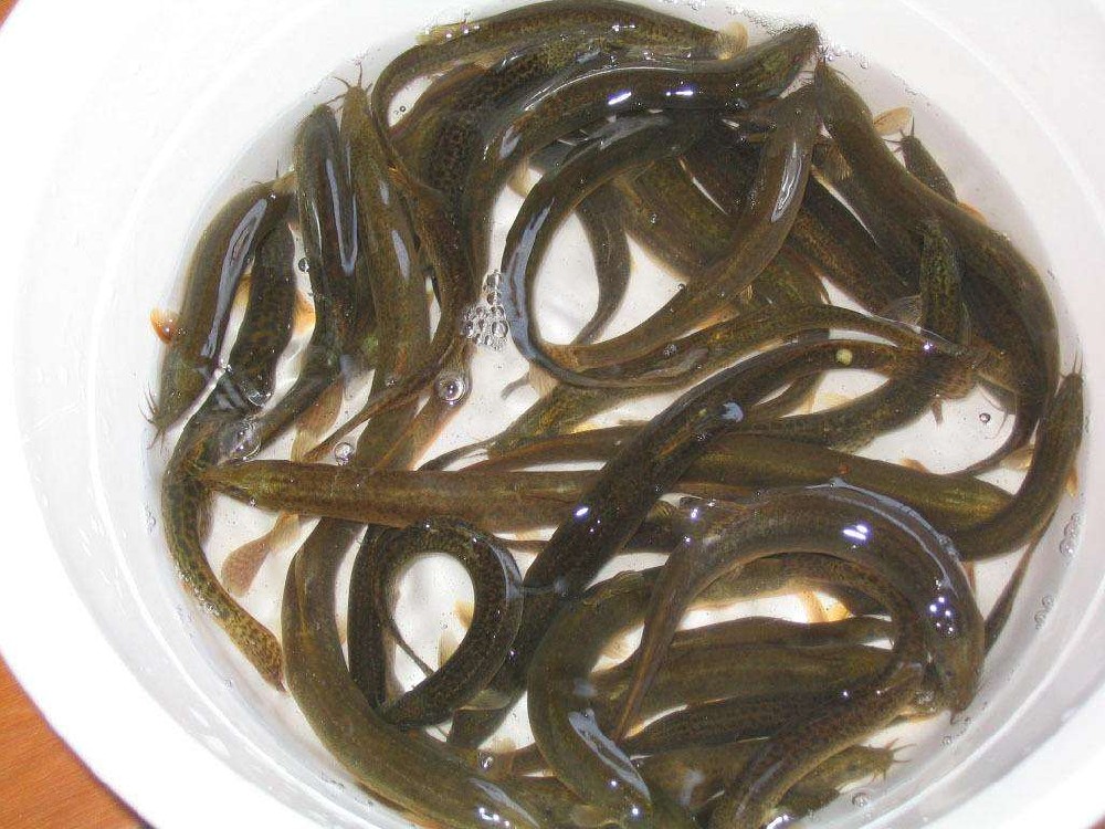 泥鰍中檢測出獸藥殘留，水產(chǎn)品購買時一定要警惕!