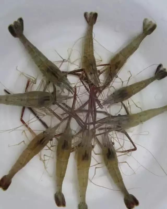 農(nóng)貿(mào)市場中出售的河蝦、鴨肫獸藥殘留超標(biāo)，購買時一定要注意