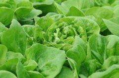 農(nóng)殘快速檢測儀對同植株的檢測結(jié)果一致嗎？